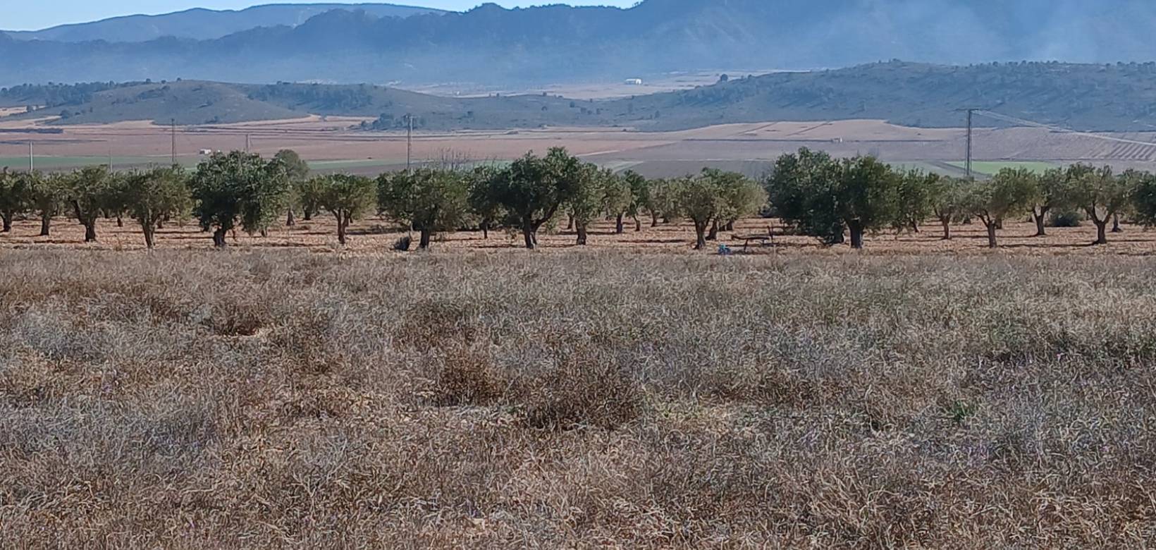 Resale - Land - Yecla