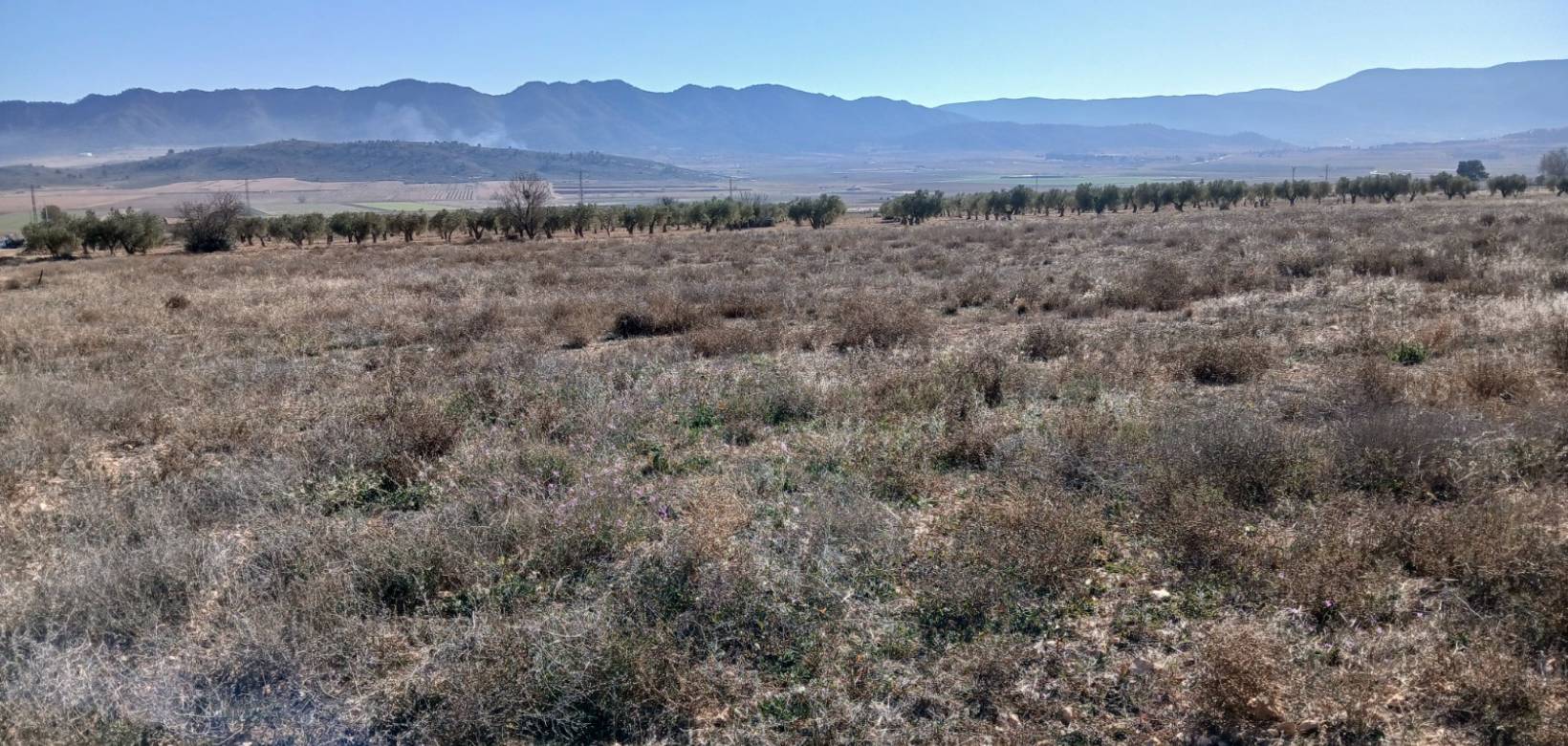 Resale - Land - Yecla