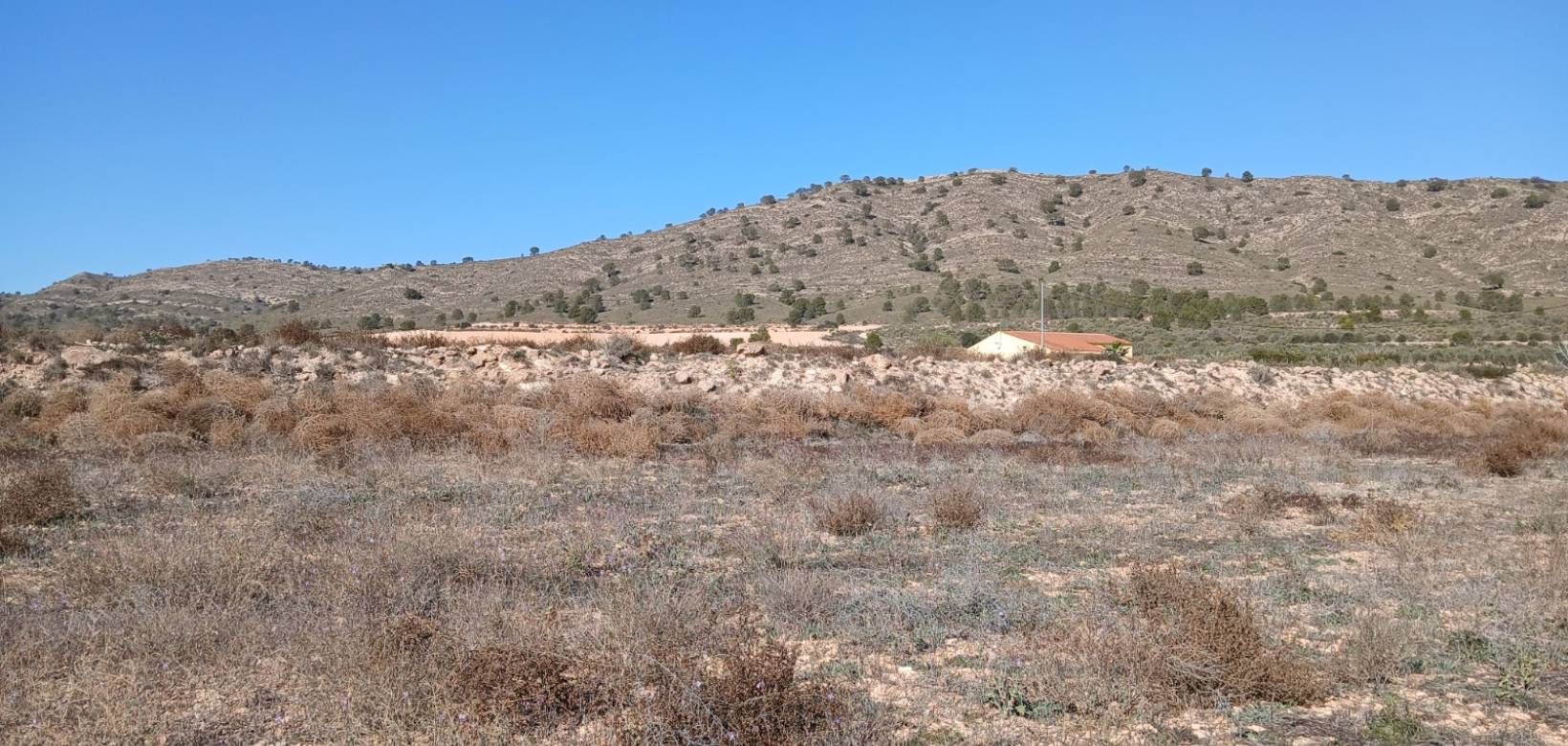 Resale - Land - Yecla