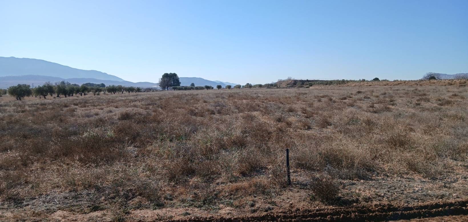 Resale - Land - Yecla