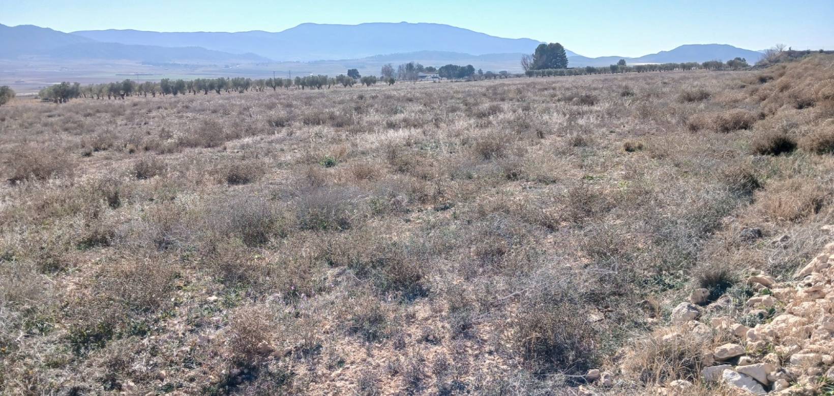 Resale - Land - Yecla