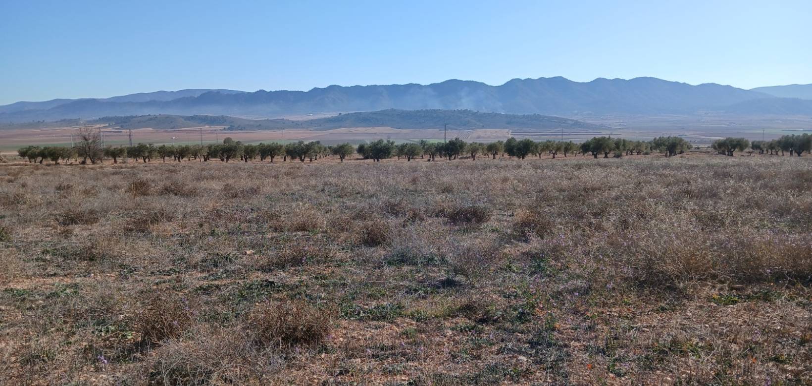 Resale - Land - Yecla