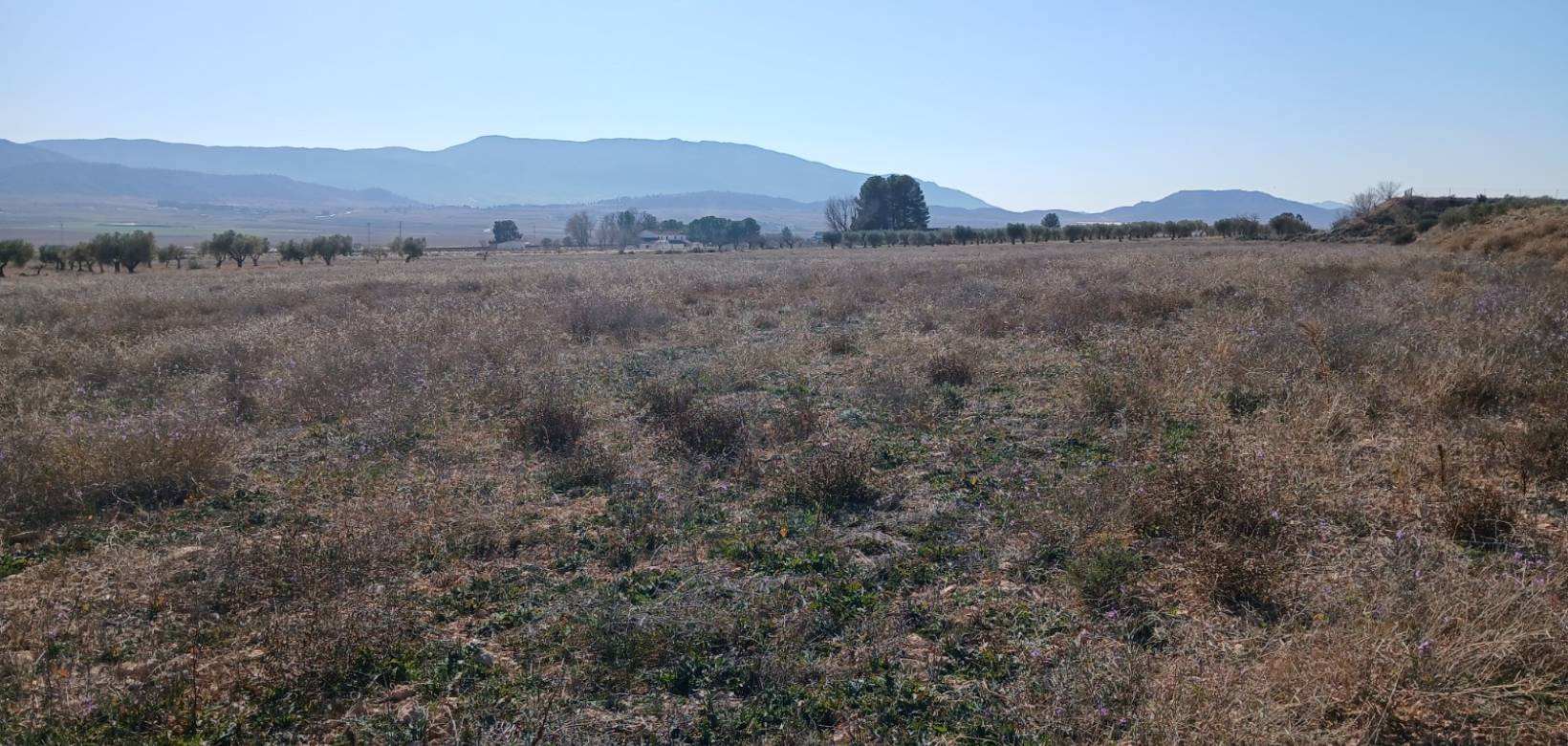 Resale - Land - Yecla