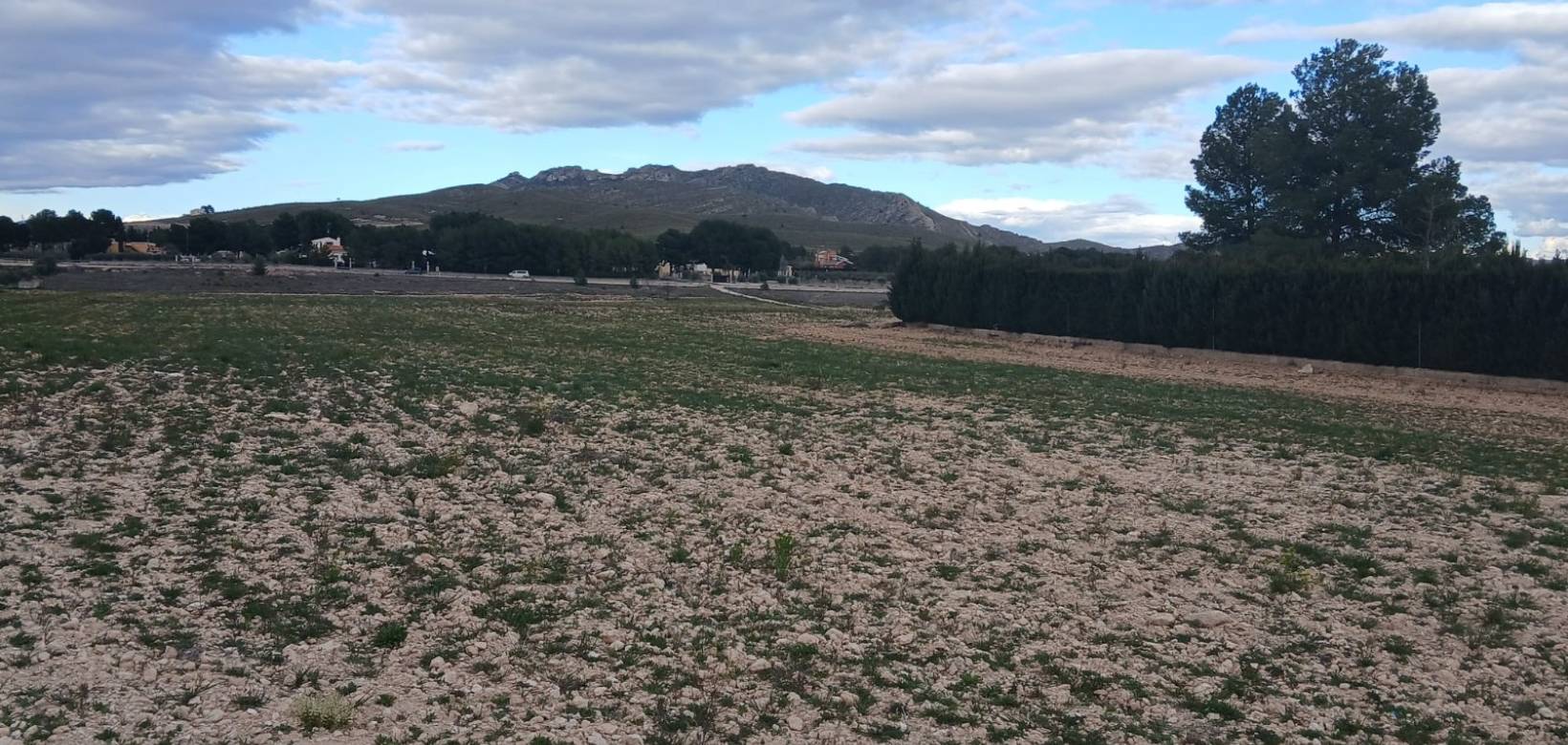 Resale - Land - Yecla