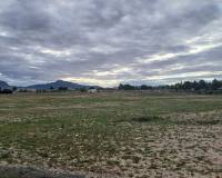 Resale - Land - Yecla