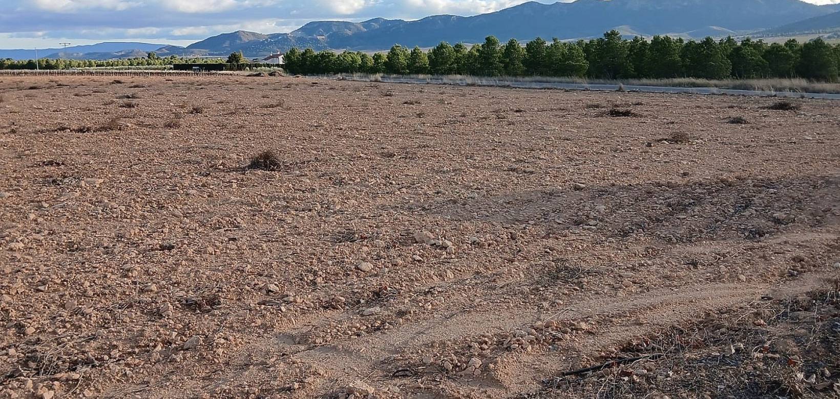 Resale - Land - Yecla