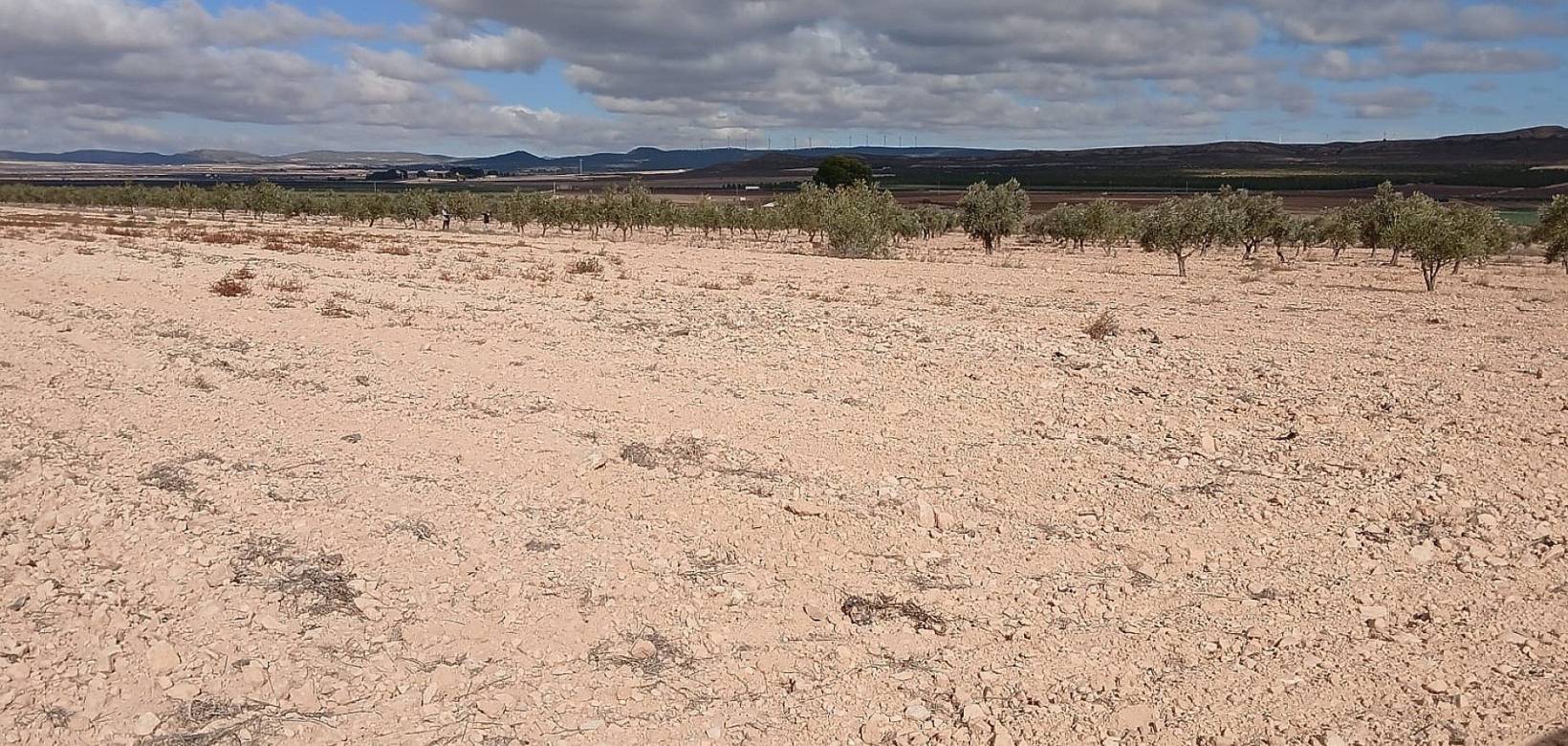 Resale - Land - Yecla