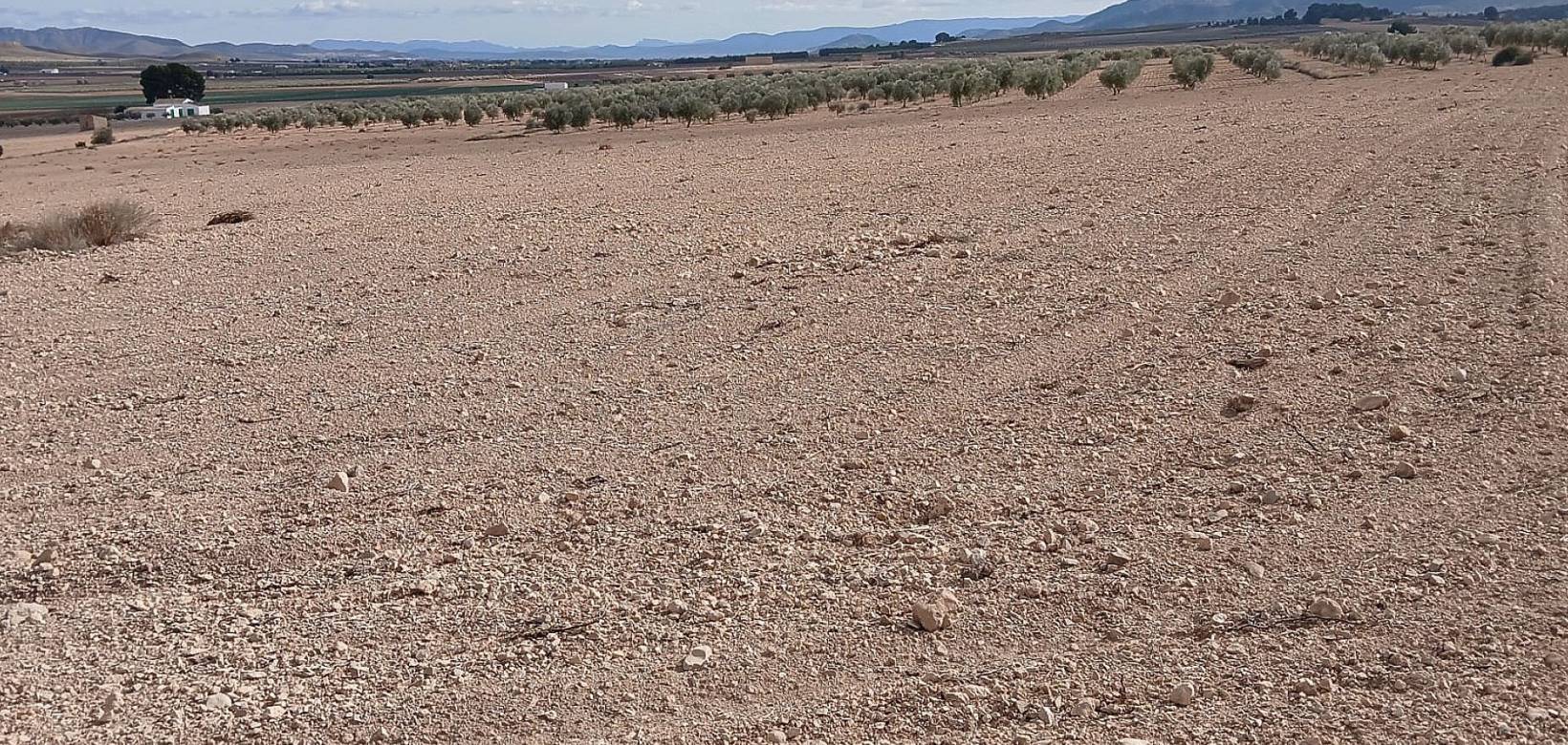 Resale - Land - Yecla