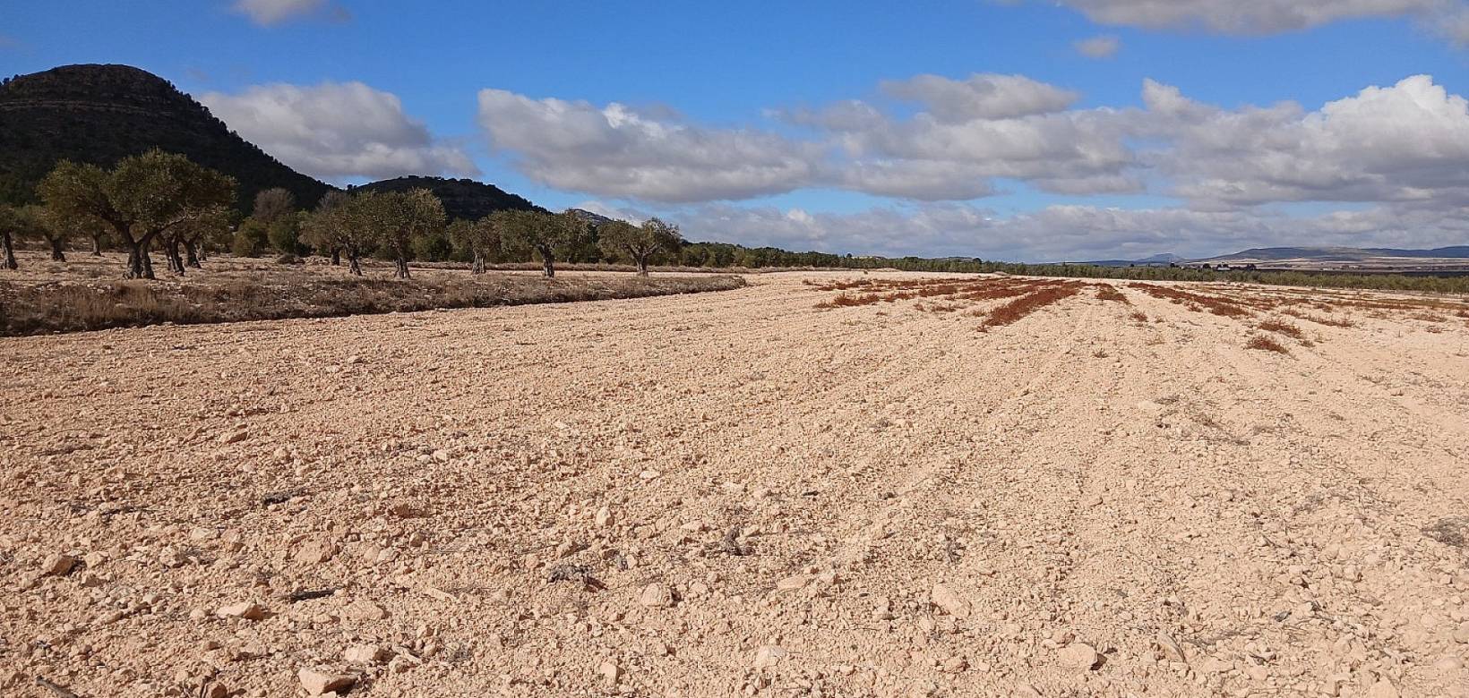 Resale - Land - Yecla