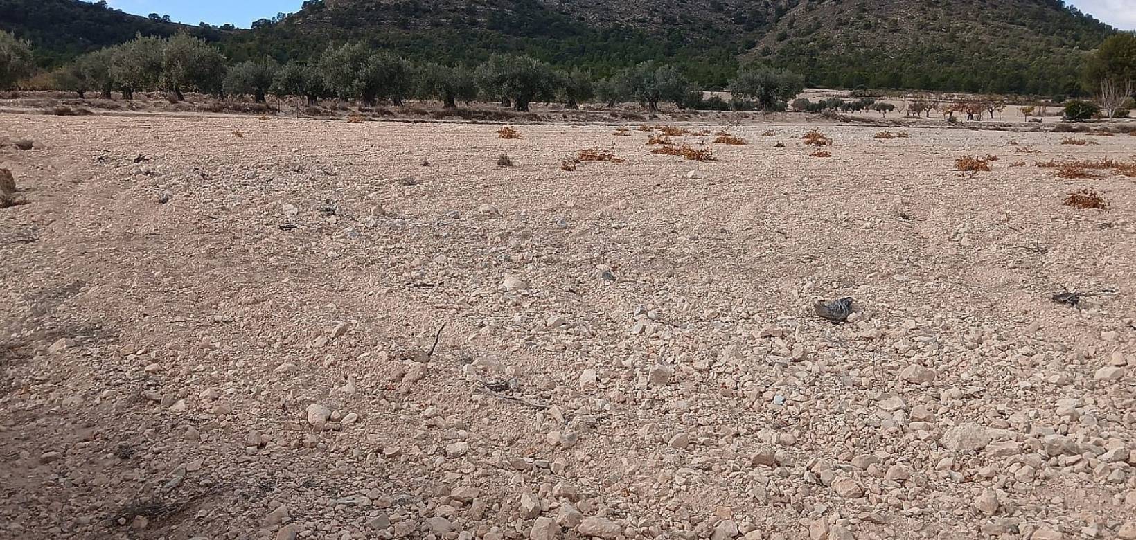 Resale - Land - Yecla