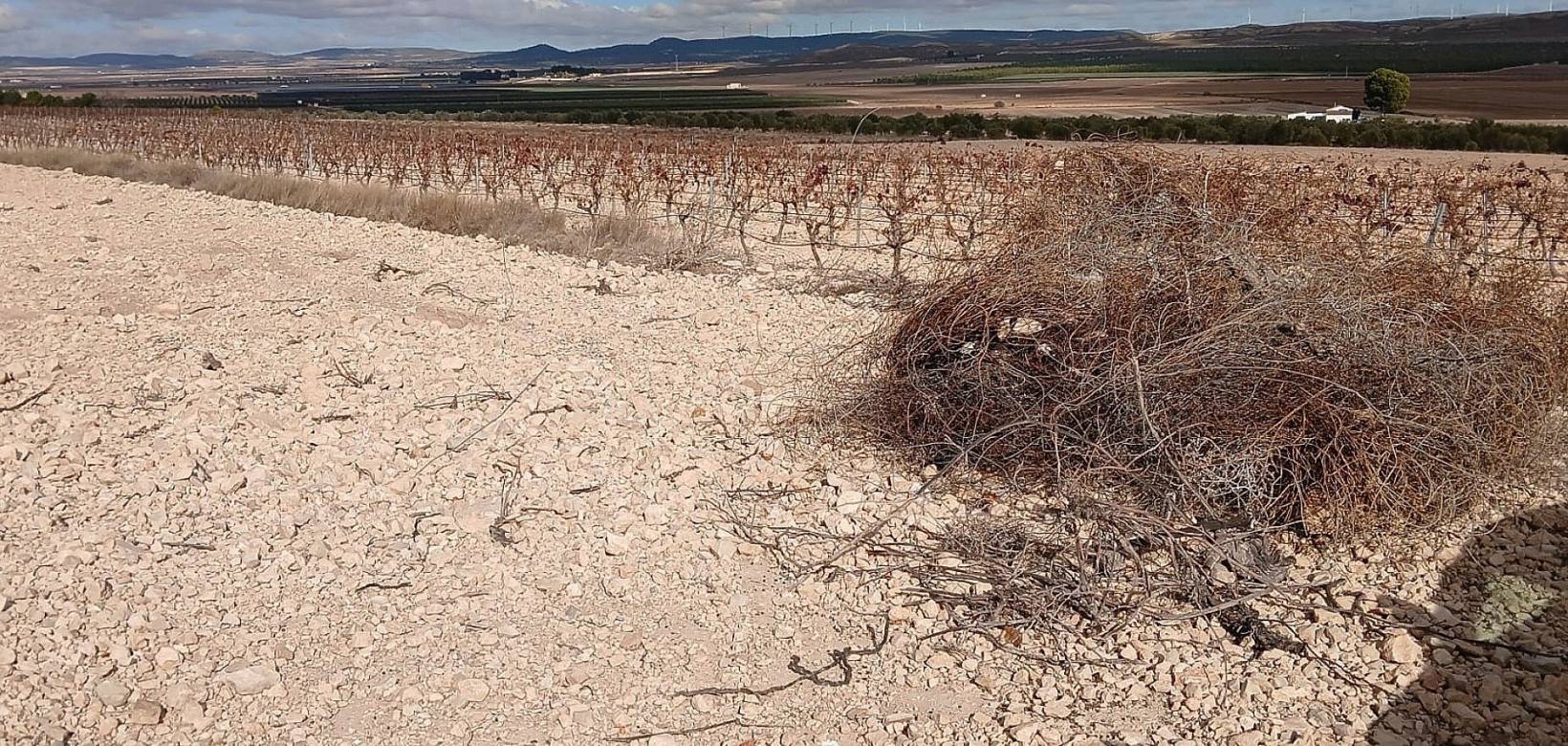 Resale - Land - Yecla