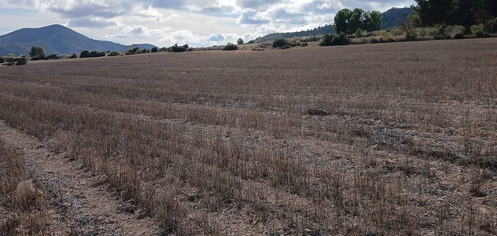 Resale - Land - Yecla