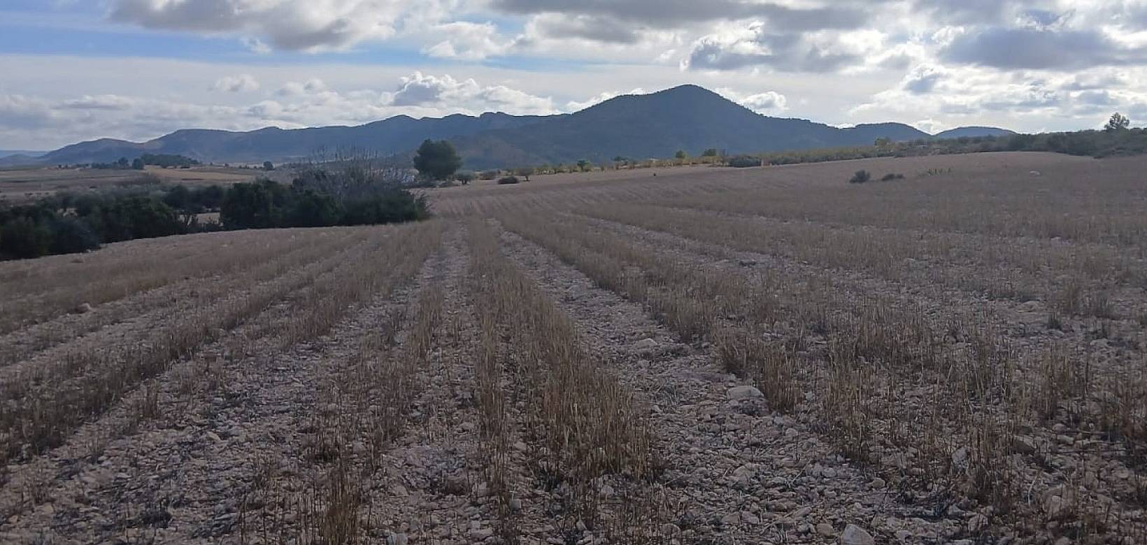 Resale - Land - Yecla