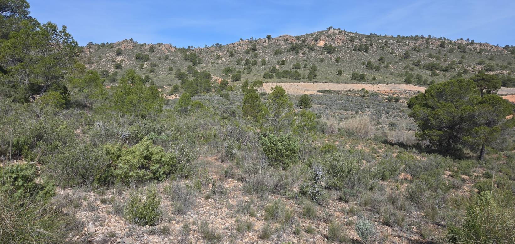 Resale - Land - Yecla