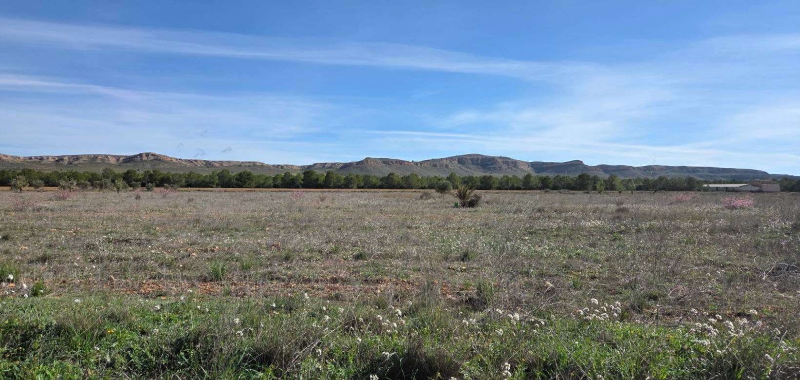 Resale - Land - Yecla