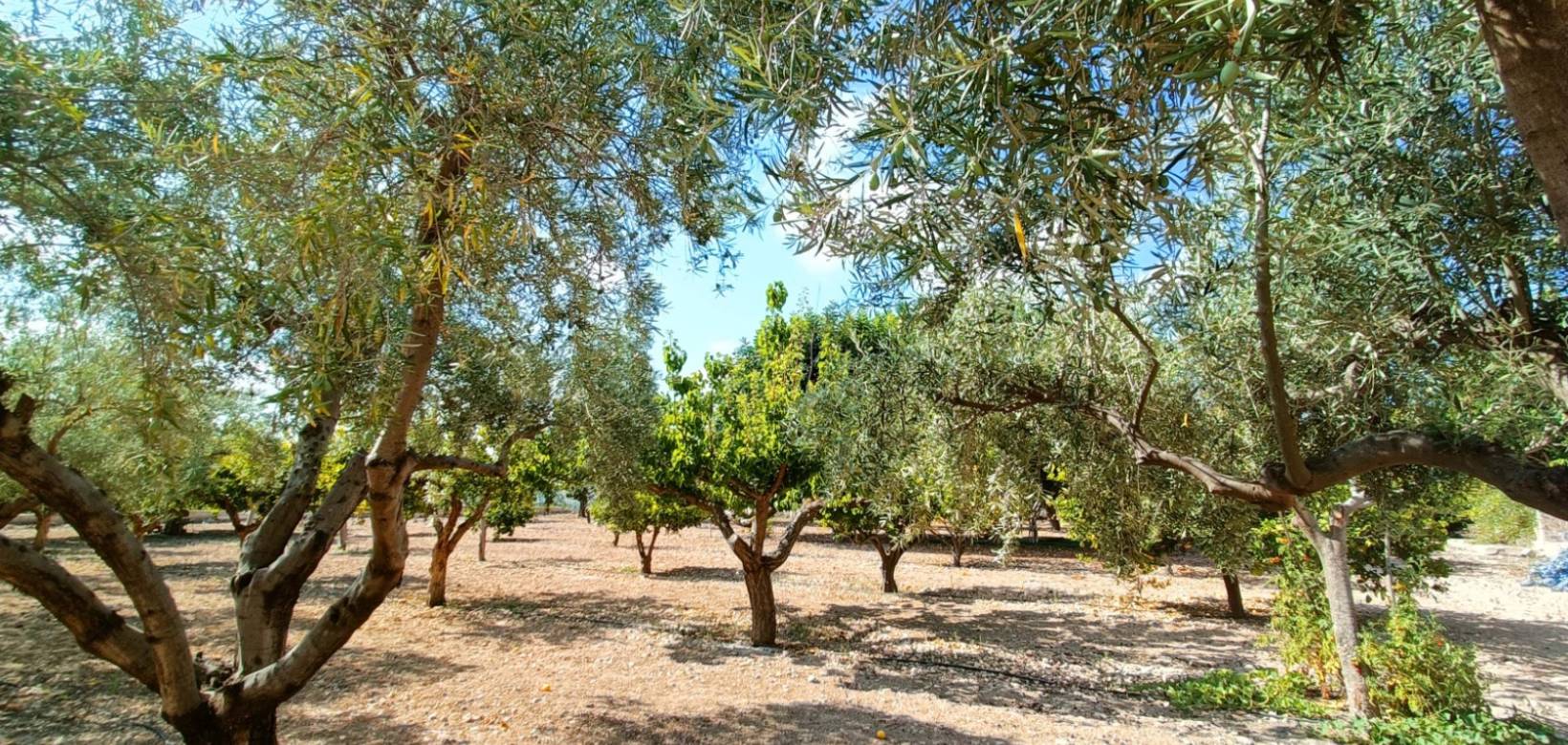 Resale - Villa - Aspe