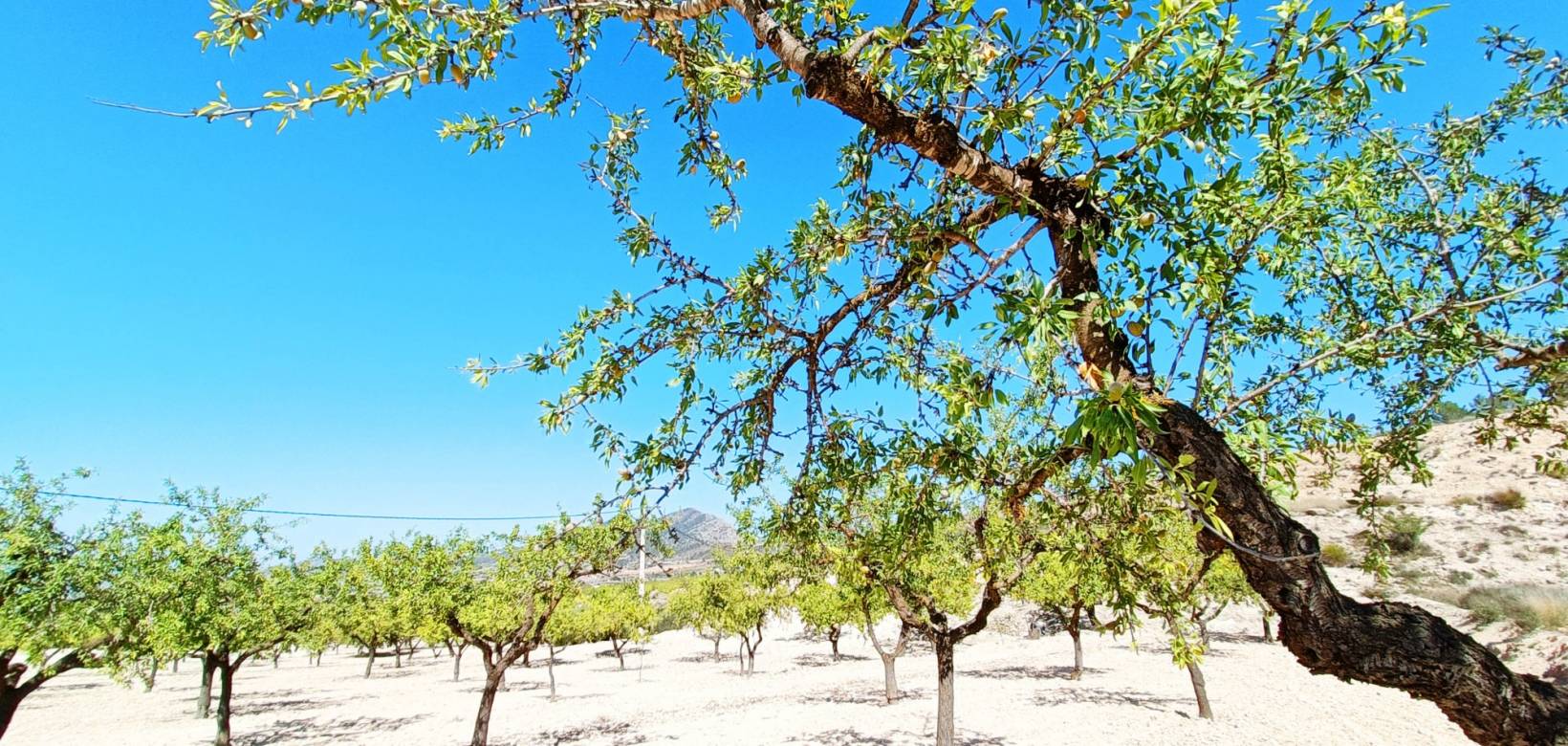 Resale - Villa - Hondón de los Frailes