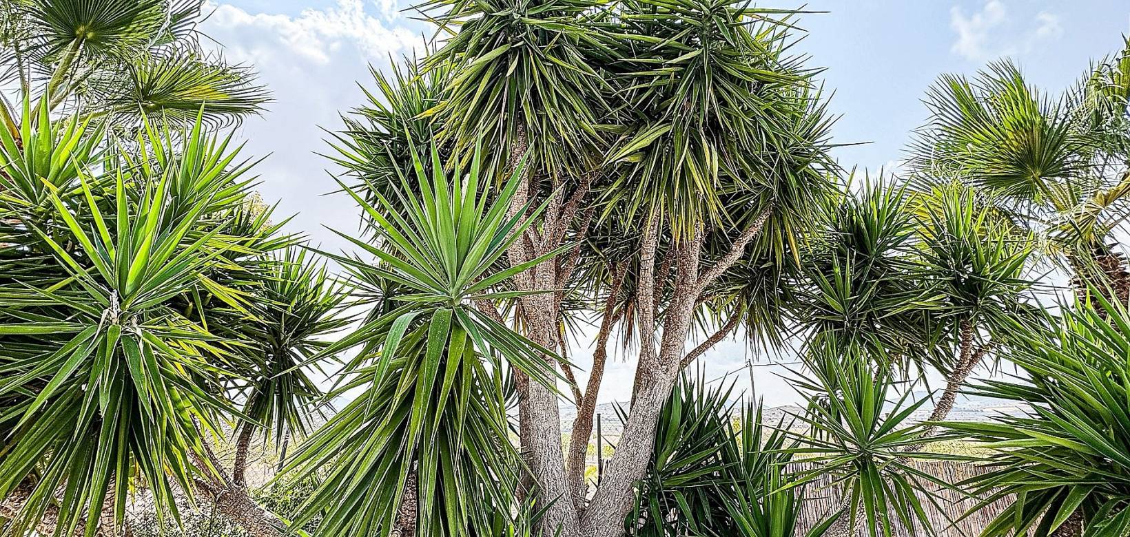 Resale - Villa - Pinoso