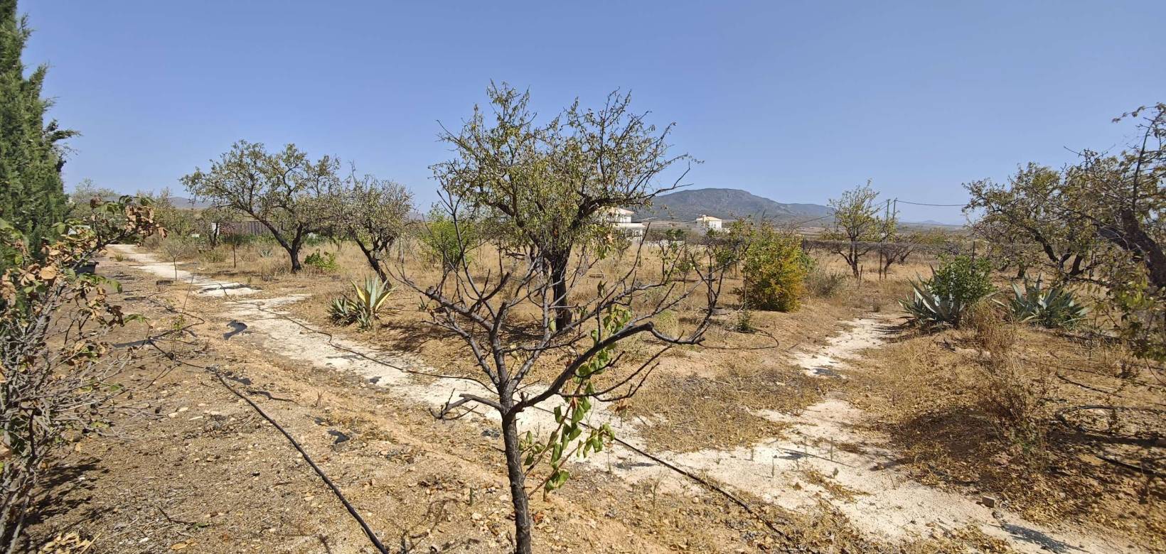 Resale - Villa - Pinoso