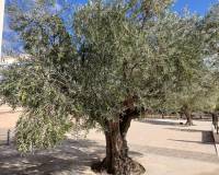 Resale - Villa - Yecla