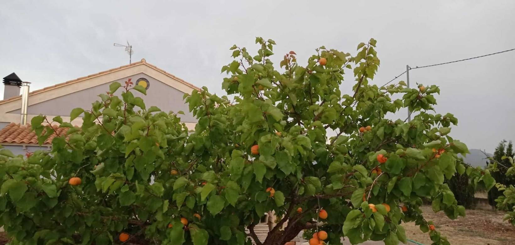 Resale - Villa - Yecla