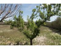 Revente - Country house - Villena