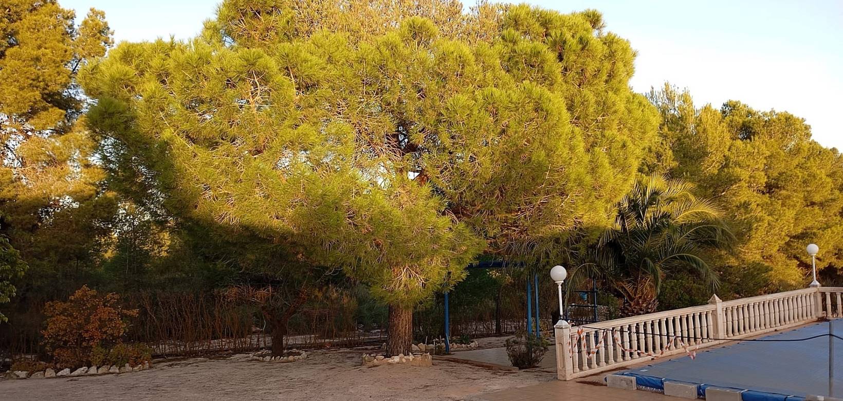 Revente - Country house - Yecla