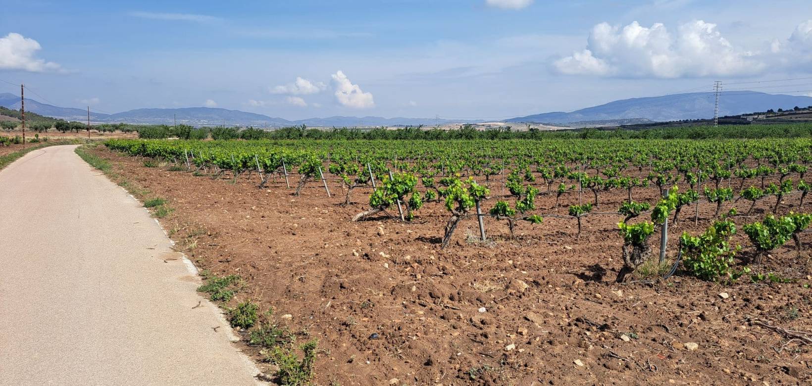 Revente - Grond - Pinoso  - Pinoso