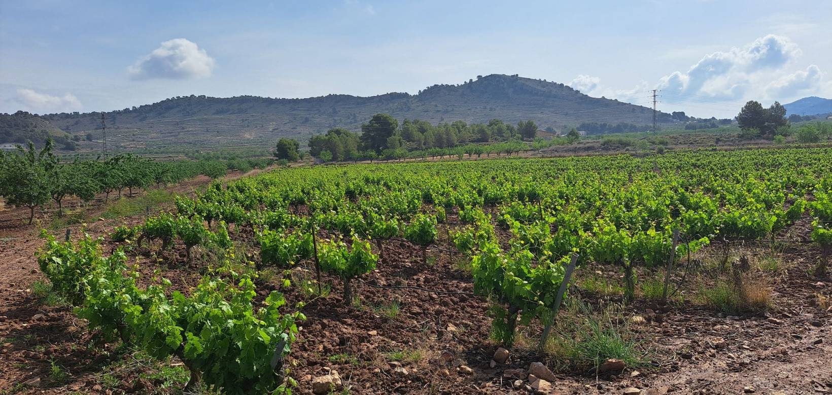 Revente - Grond - Pinoso  - Pinoso