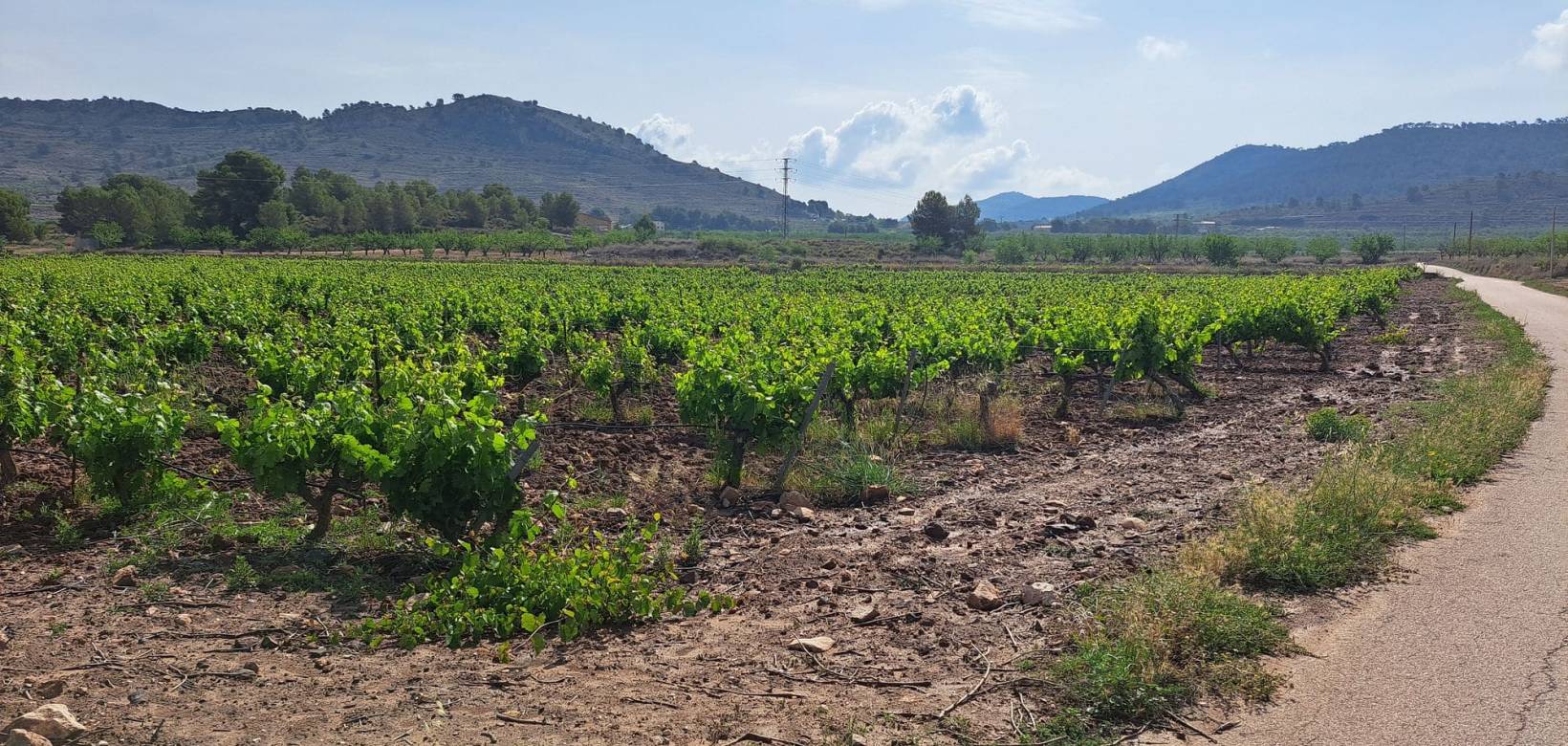 Revente - Grond - Pinoso  - Pinoso