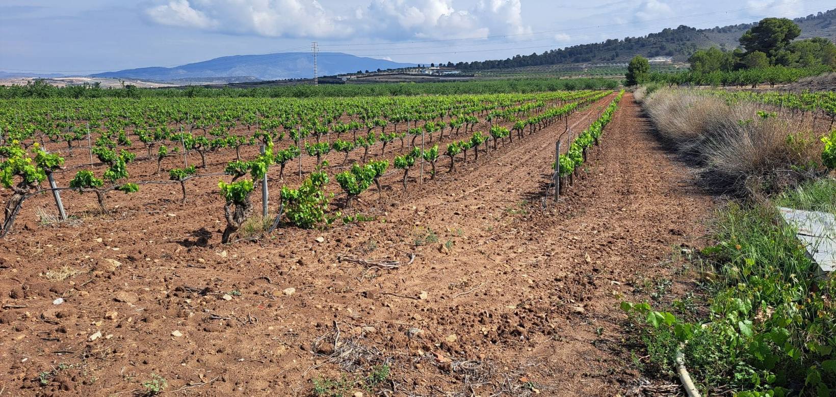 Revente - Grond - Pinoso  - Pinoso