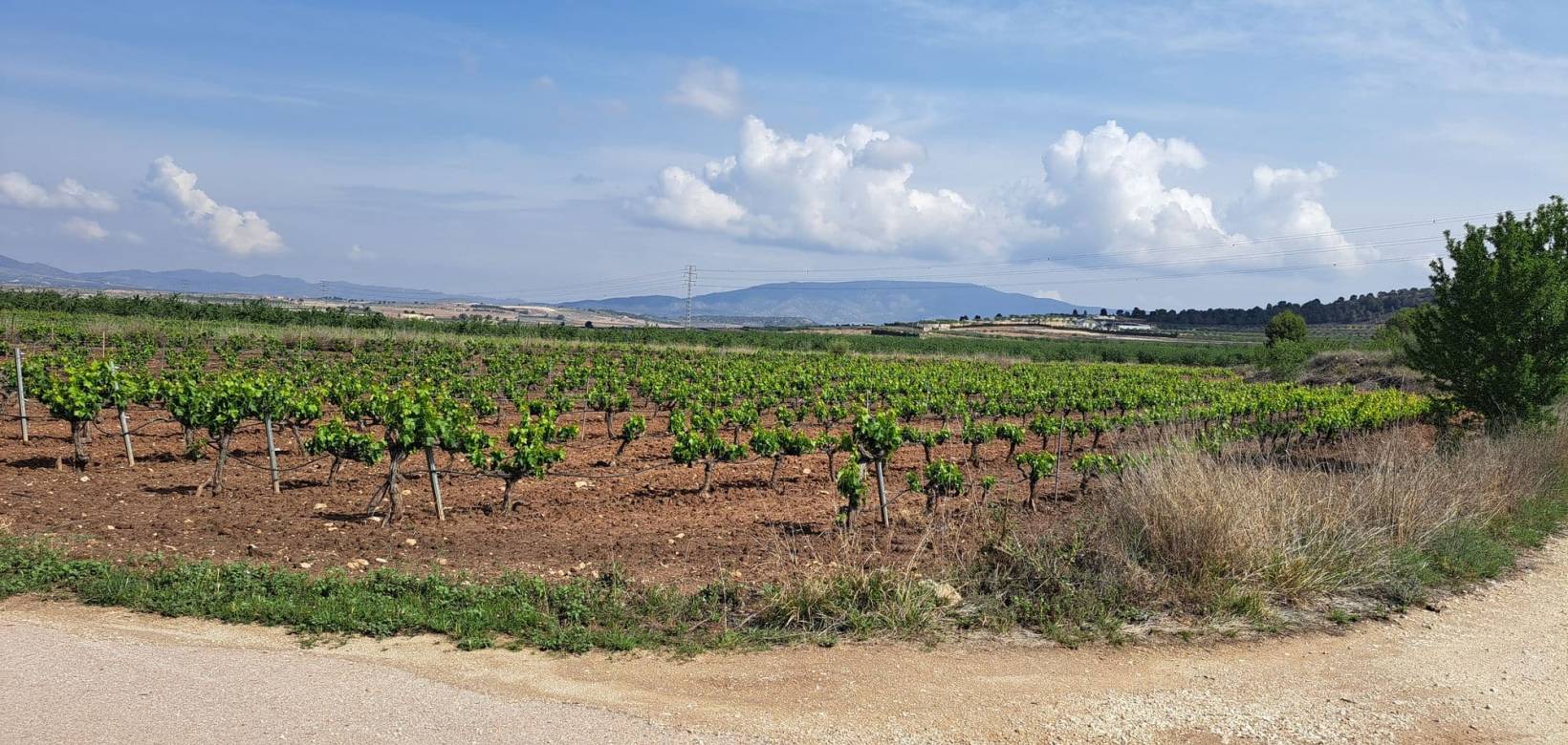 Revente - Grond - Pinoso  - Pinoso