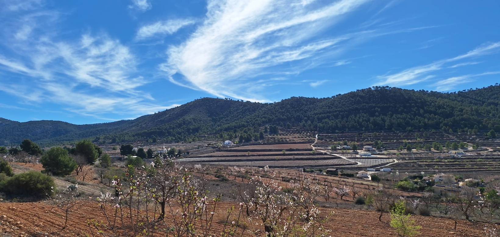 Revente - Grond - Pinoso  - Pinoso