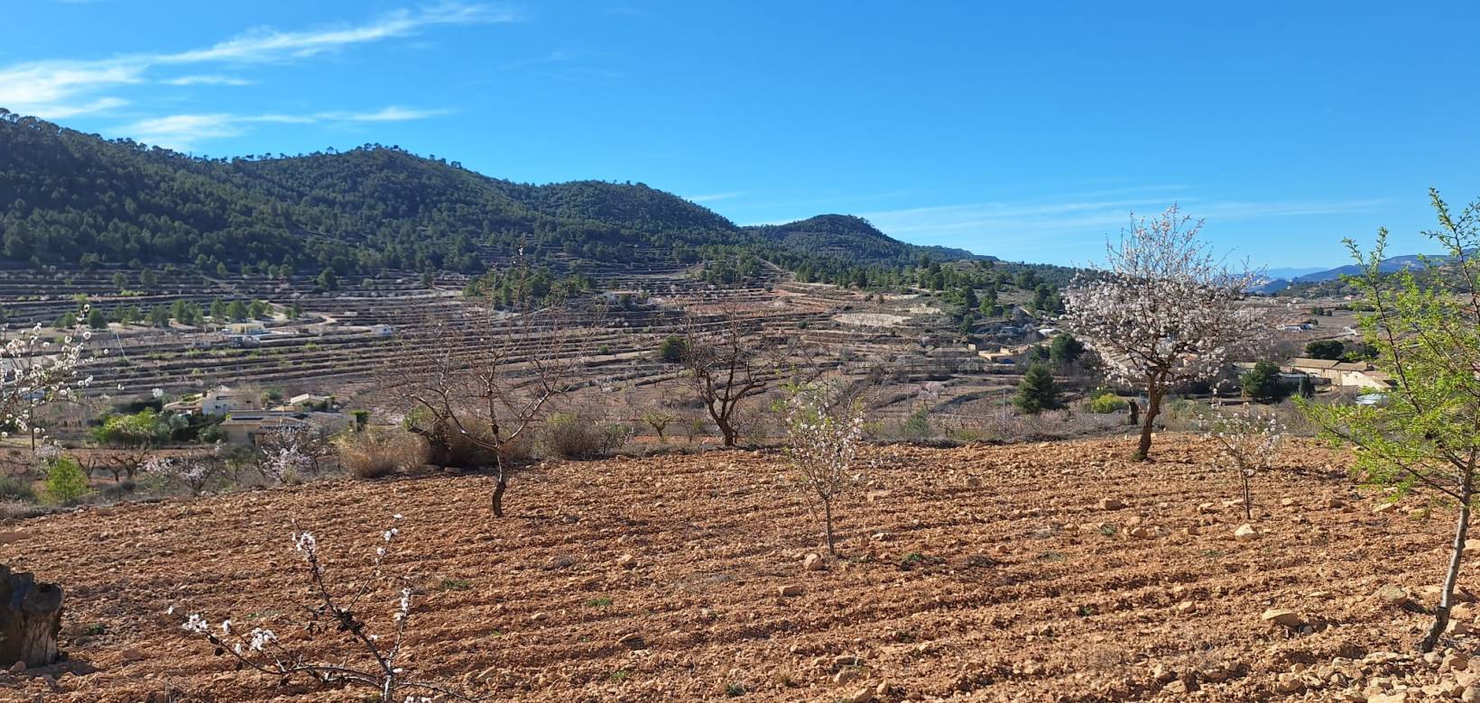 Revente - Grond - Pinoso  - Pinoso