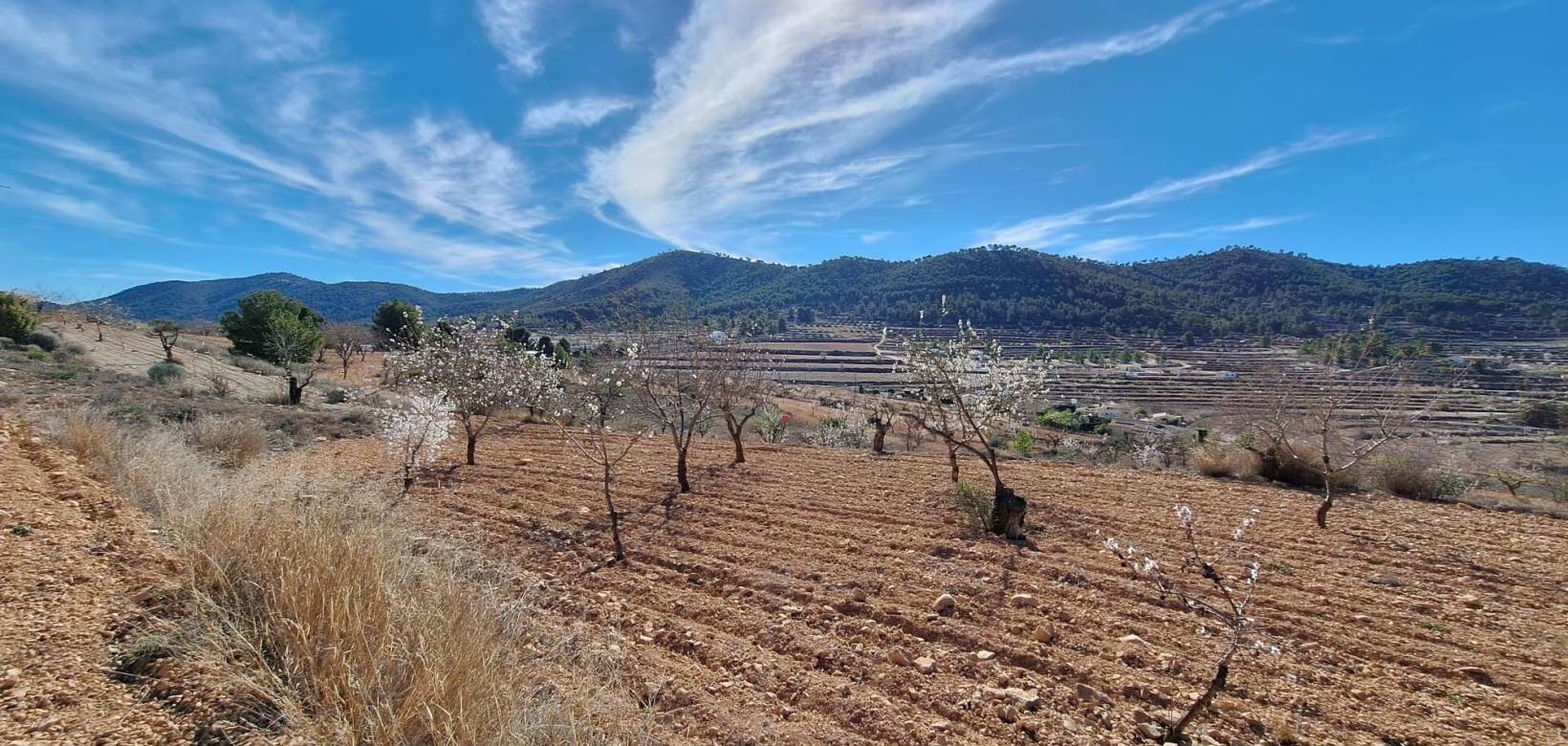 Revente - Grond - Pinoso  - Pinoso