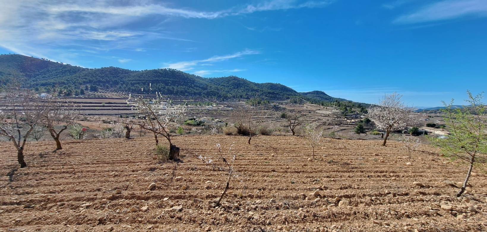 Revente - Grond - Pinoso  - Pinoso