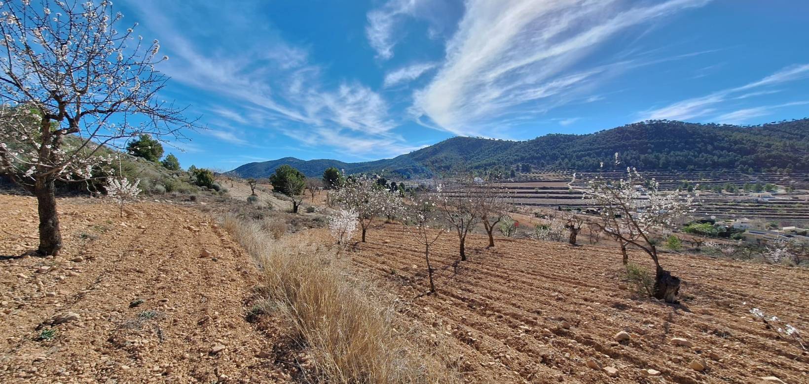 Revente - Grond - Pinoso  - Pinoso