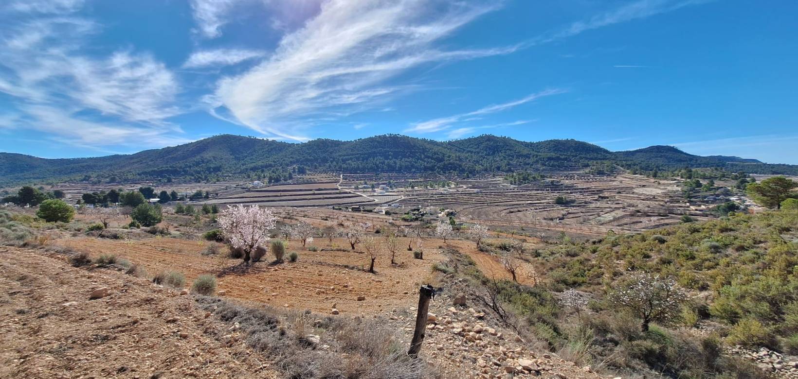 Revente - Grond - Pinoso  - Pinoso