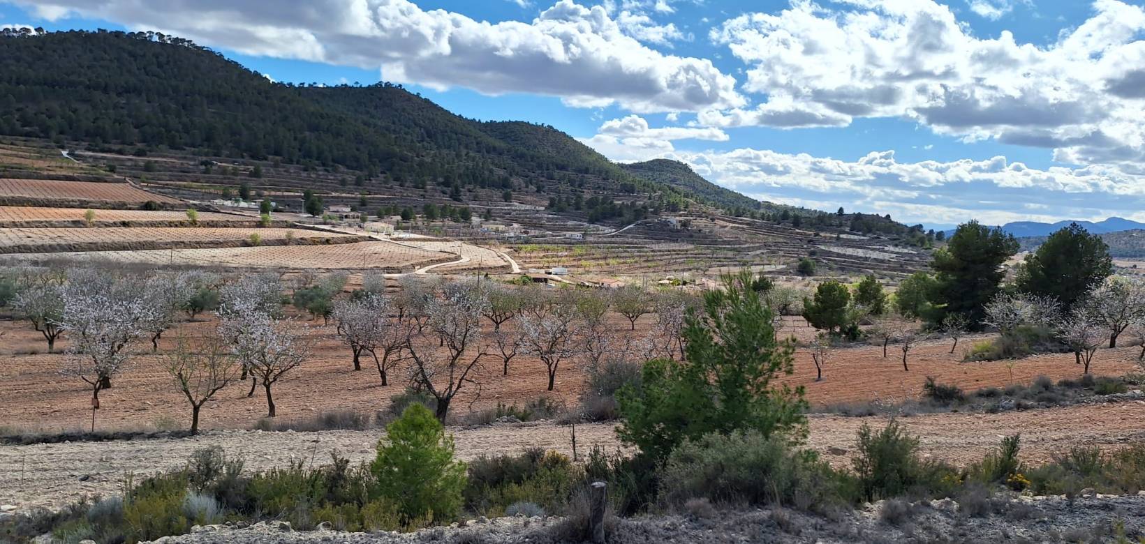 Revente - Grond - Pinoso  - Pinoso