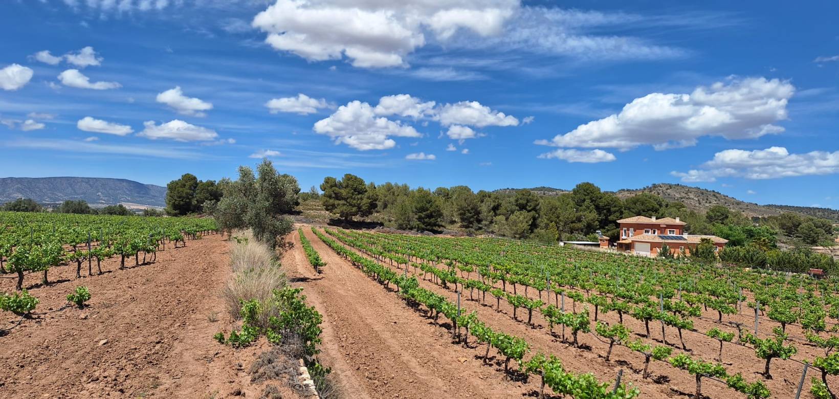 Revente - Grond - Pinoso  - Pinoso