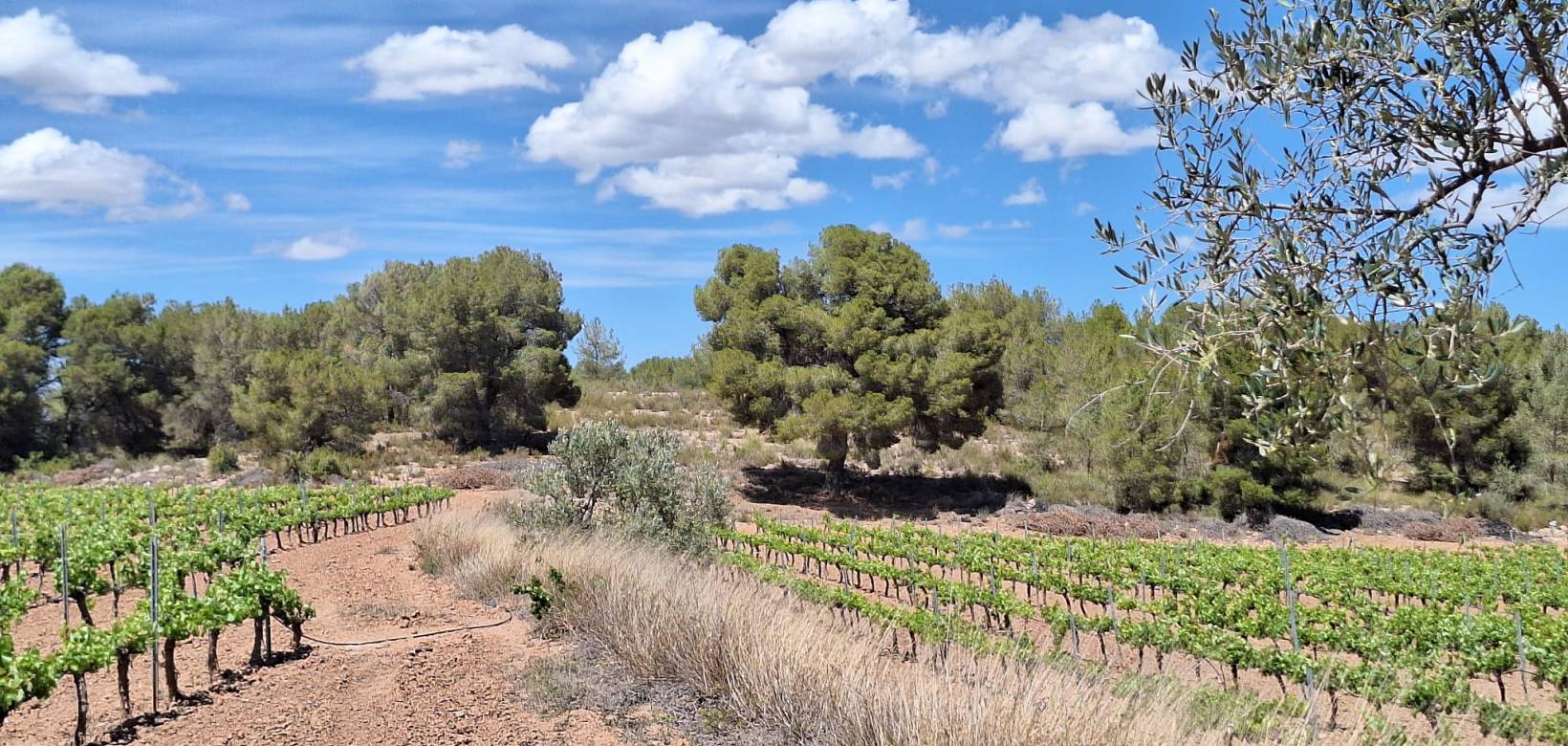 Revente - Grond - Pinoso  - Pinoso