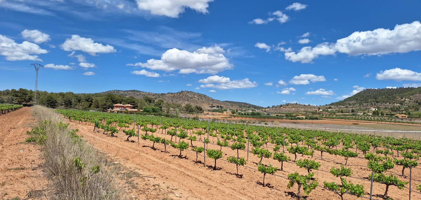 Revente - Grond - Pinoso  - Pinoso