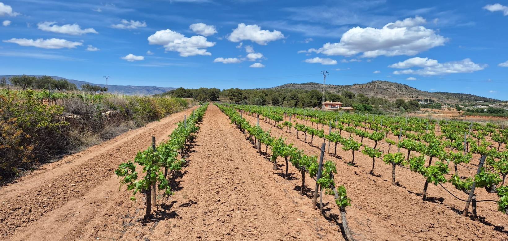 Revente - Grond - Pinoso  - Pinoso