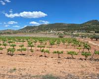 Revente - Grond - Pinoso  - Pinoso