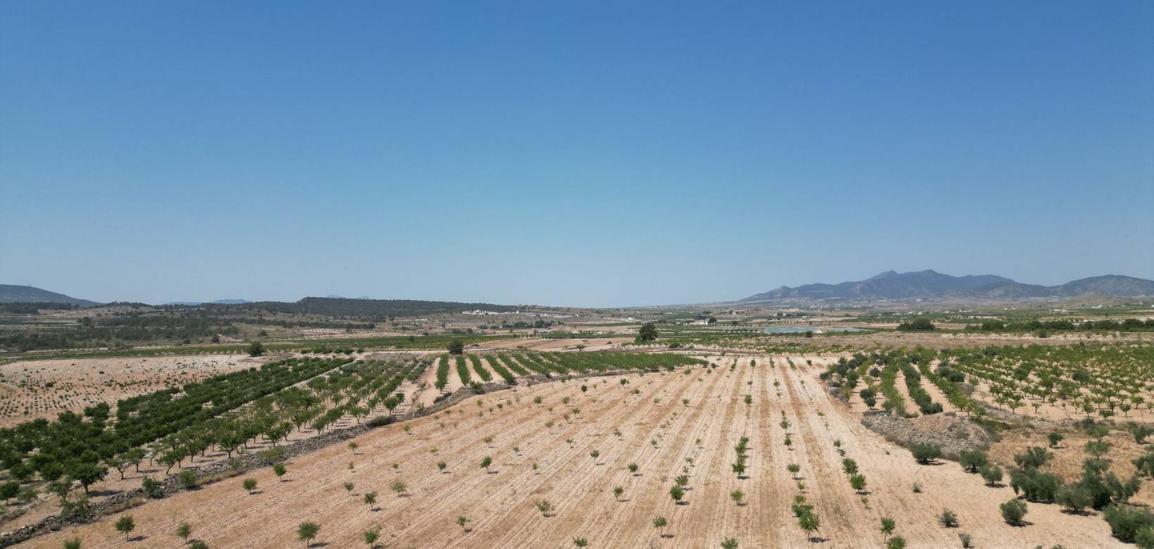 Revente - Grond - Pinoso  - Pinoso