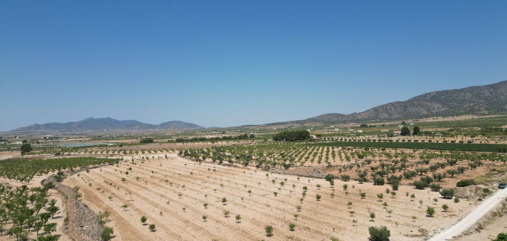 Revente - Grond - Pinoso  - Pinoso
