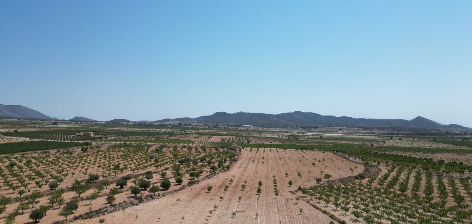 Revente - Grond - Pinoso  - Pinoso