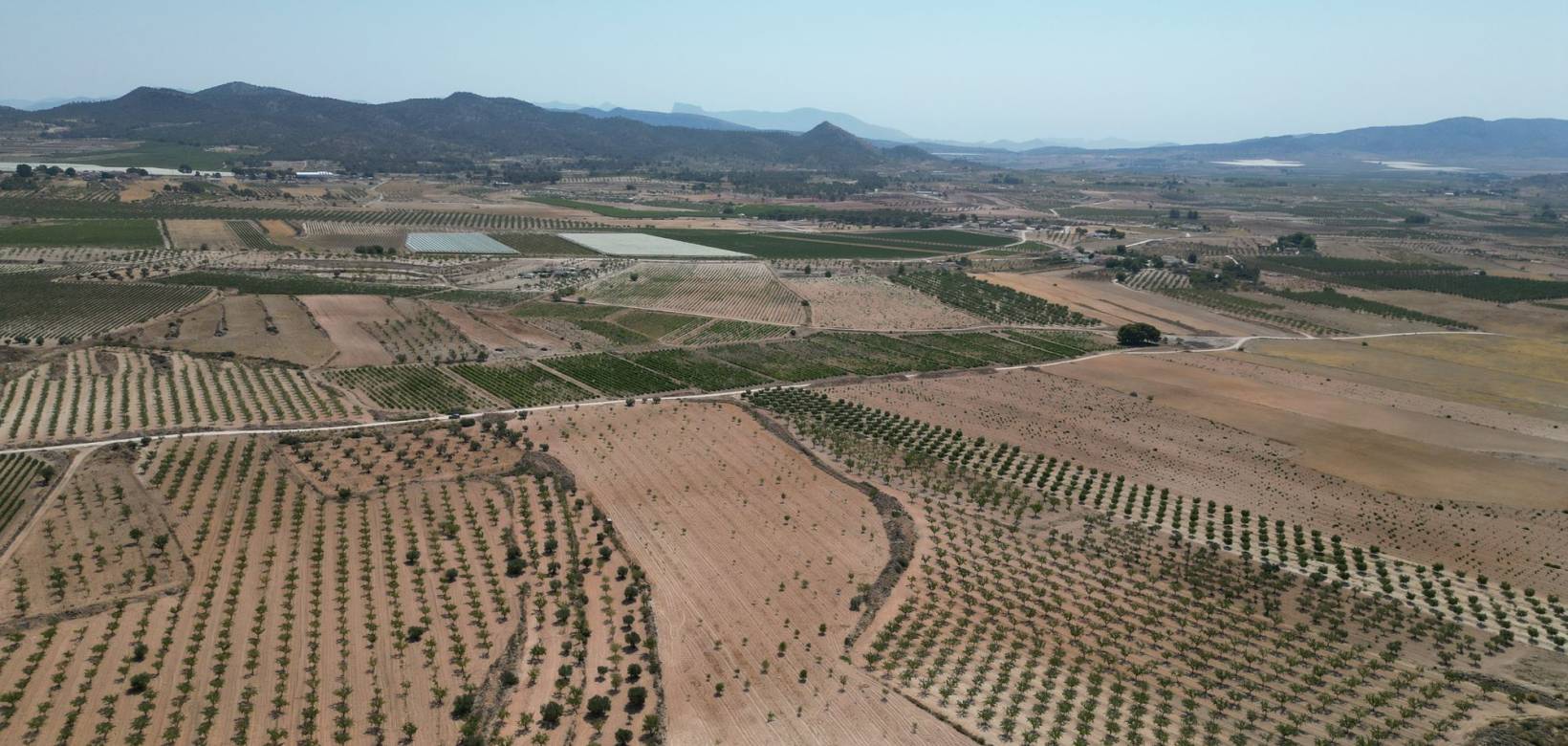 Revente - Grond - Pinoso  - Pinoso