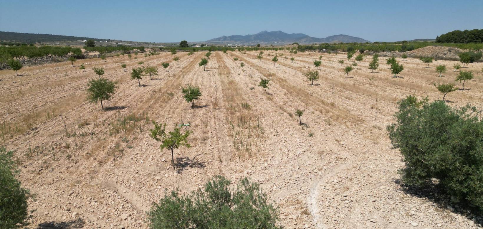 Revente - Grond - Pinoso  - Pinoso