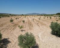 Revente - Grond - Pinoso  - Pinoso